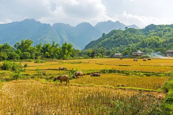 Hanoi - Mai Chau (S, K)